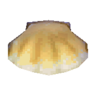scallop
