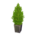 Cypress plant's Light green variant