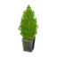 cypress plant