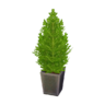 Cypress plant