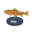 golden trout model