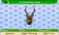 NL Encyclopedia Cyclommatus Stag.png