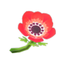 red windflowers