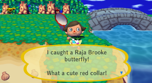 Caught Raja Brooke CF.png