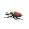 grand goliath beetle model
