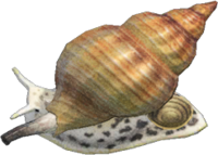 Artwork of whelk