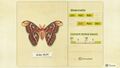 NH Critterpedia Atlas Moth Southern Hemisphere.jpg