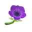 purple windflowers