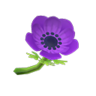 purple windflowers