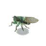 robust cicada model