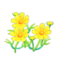 yellow-cosmos plant