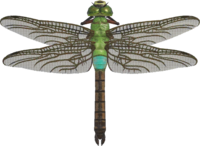 Artwork of darner dragonfly