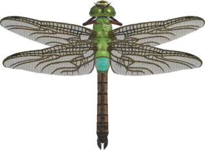 Darner Dragonfly NH.png
