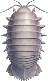 Artwork of giant isopod