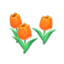 orange-tulip plant