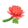 red mums