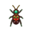 tiger beetle