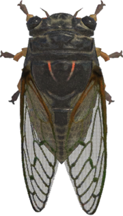 Giant Cicada - Nookipedia, the Animal Crossing wiki