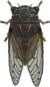 Giant Cicada NH.png