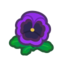 purple pansies