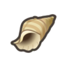 conch