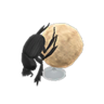 dung beetle model