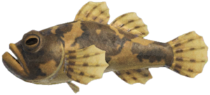 Freshwater Goby NH.png