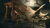 NH Triceratops Museum.jpg
