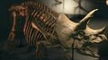 NH Triceratops Museum.jpg