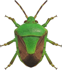 Artwork of stinkbug