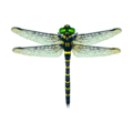 Banded Dragonfly CF Model.png