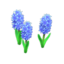 blue-hyacinth plant