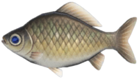 All Fishing Buy, All about Crucian carp, fish characteristics