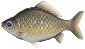 Crucian Carp NH.png