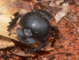 Dung Beetle Real.jpg