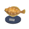 dab model