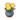 Yellow Regal Peonies PC Icon.png