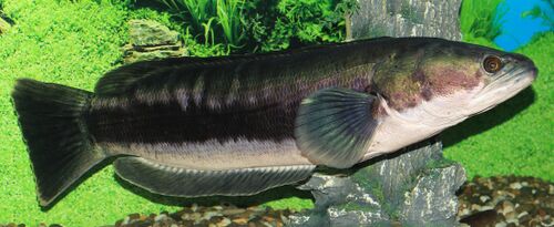 Giant snakehead - Animal Crossing Wiki - Nookipedia