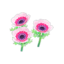 pink-windflower plant