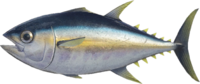 Artwork of Tuna
