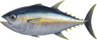 Artwork of tuna