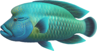 Artwork of Napoleonfish