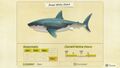 NH Critterpedia Great White Shark Southern Hemisphere.jpg