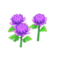 purple-mum plant
