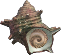 Artwork of Turban shell