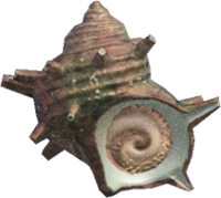 Artwork of Turban Shell