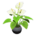 Anthurium plant's White variant