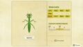 NH Critterpedia Mantis Southern Hemisphere.jpg