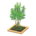 Evergreen Ash's Yellow variant