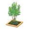 Evergreen Ash (Yellow) NH Icon.png